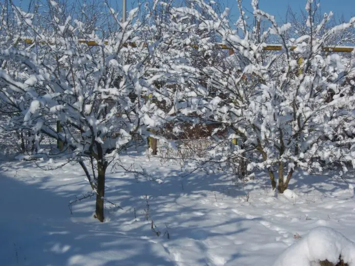 5 обов’язкових задач на городі одразу після Нового року: №3 ігнорувати не можна, а №5 робити з обережністю