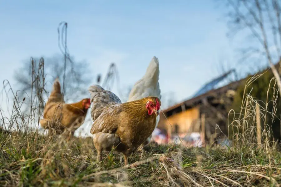 Експерти розповіли, як обрати якісні яйця завдяки маркуванню