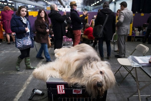Бріар / © Associated Press