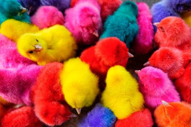 Курчата / © Associated Press