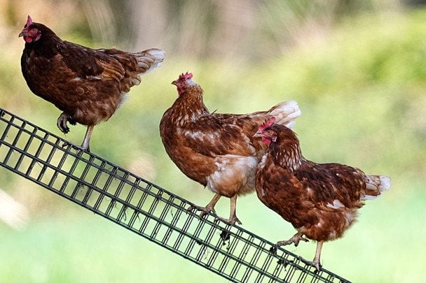 Кури / © Associated Press