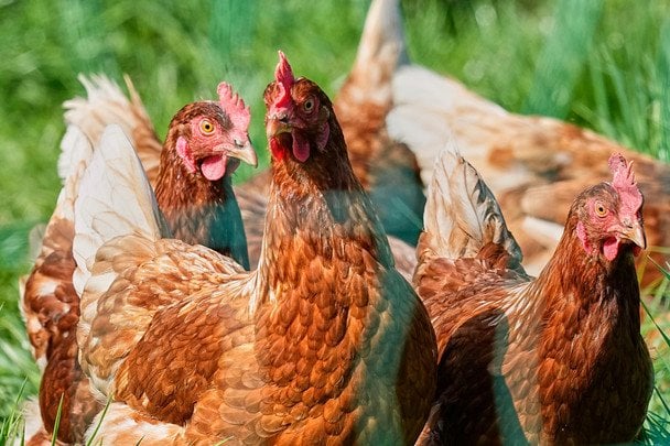 Кури / © Associated Press