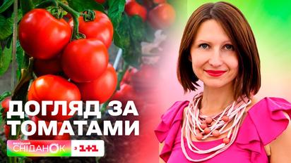 Як пришвидшити дозрівання томатів — Сніданок на дачі