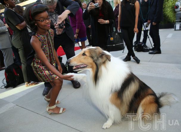 Коллі / © Associated Press