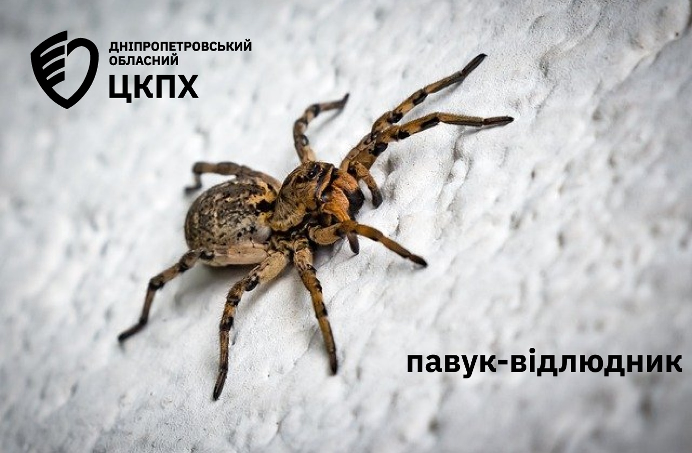 Отруйні павуки атакують. Українців попередили про каракуртів, тарантулів і павуків-зебр