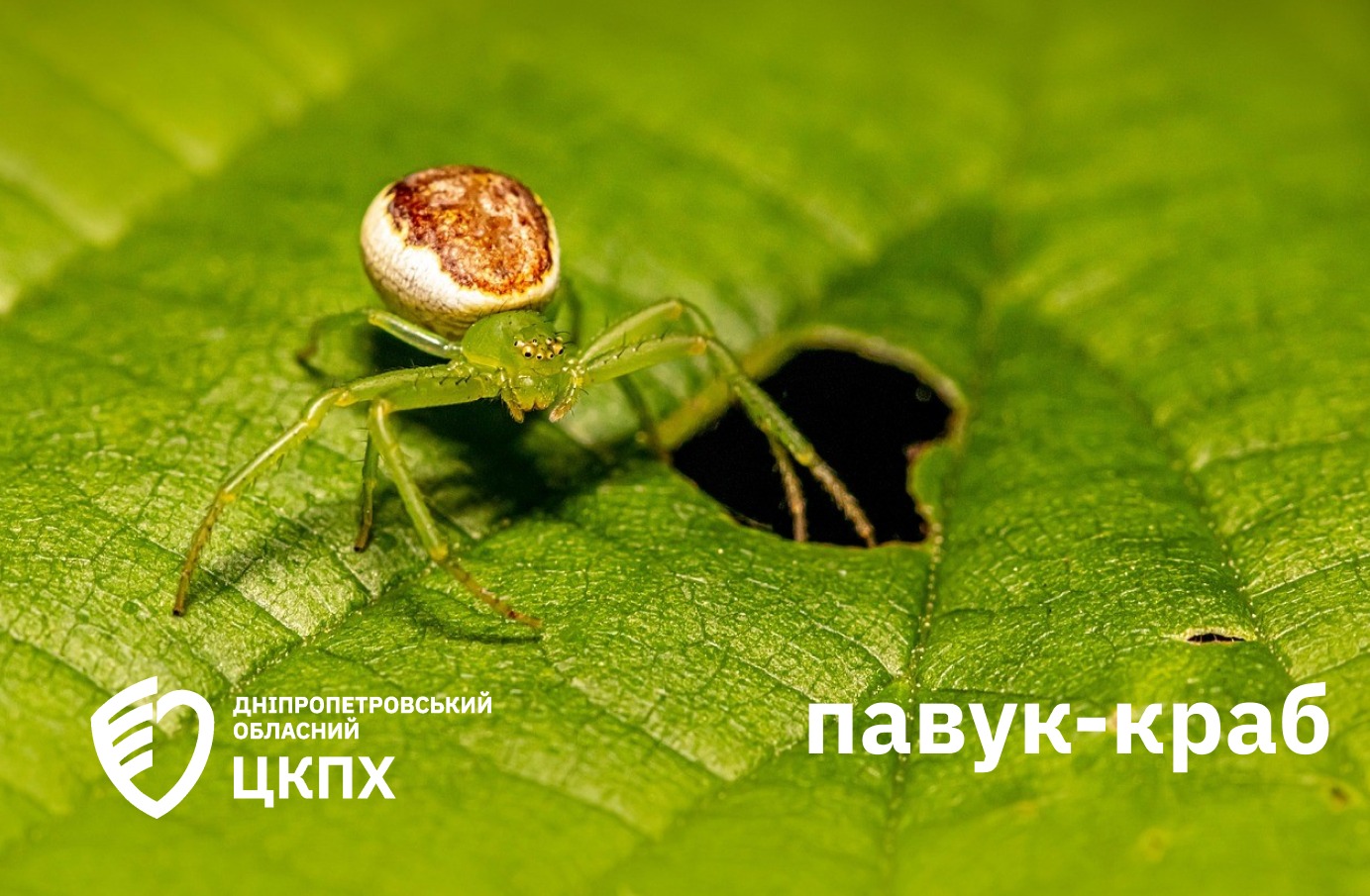 Отруйні павуки атакують. Українців попередили про каракуртів, тарантулів і павуків-зебр