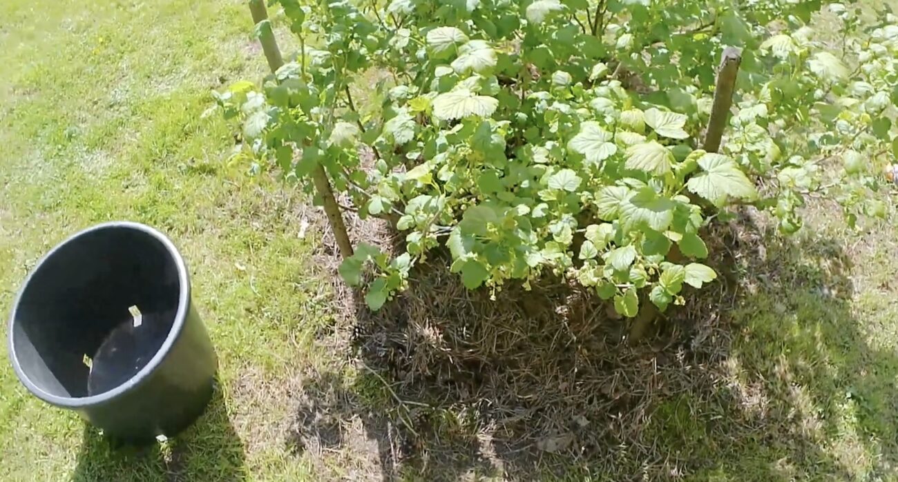 Садівники розповіли, навіщо закопувати пляшки під кущами смородини