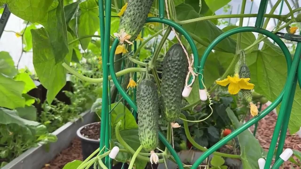 Агрономи розповіли, чим підживити огірки, щоб не були водянистими Агрономи розповіли, чим підживити огірки, щоб не були водянистими
