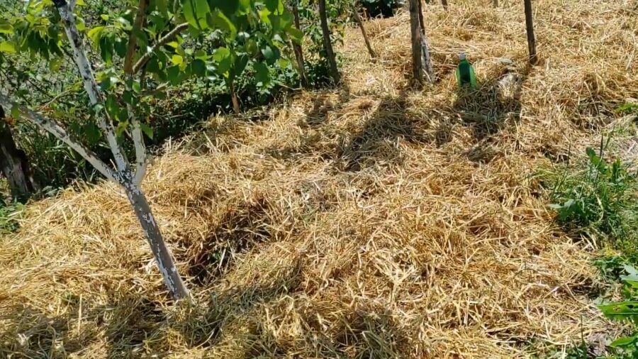 Агрономи розповіли, як захистити ділянку від бурʼянів на весь сезон