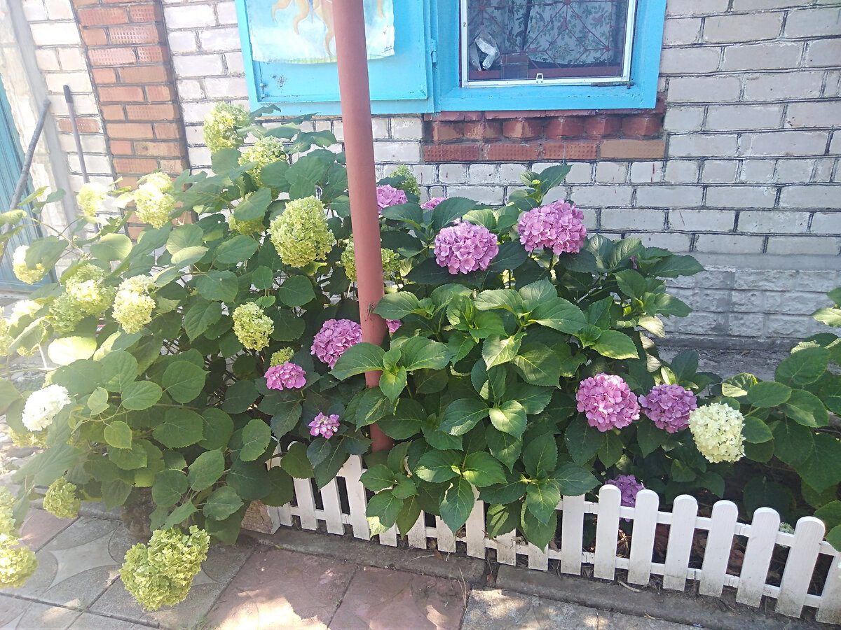 Садівники розповіли, яке добриво для гортензії допоможе їй краще цвісти та зав'язувати бутони