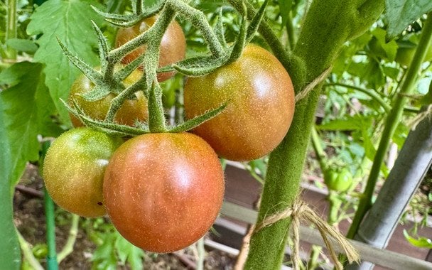 Помідори / © ТСН