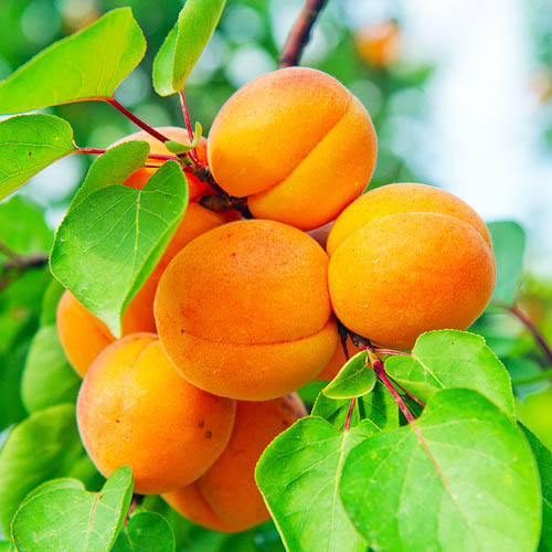 Які абрикоси краще купувати: 4 найсмачніші сорти, які підійдуть для всього