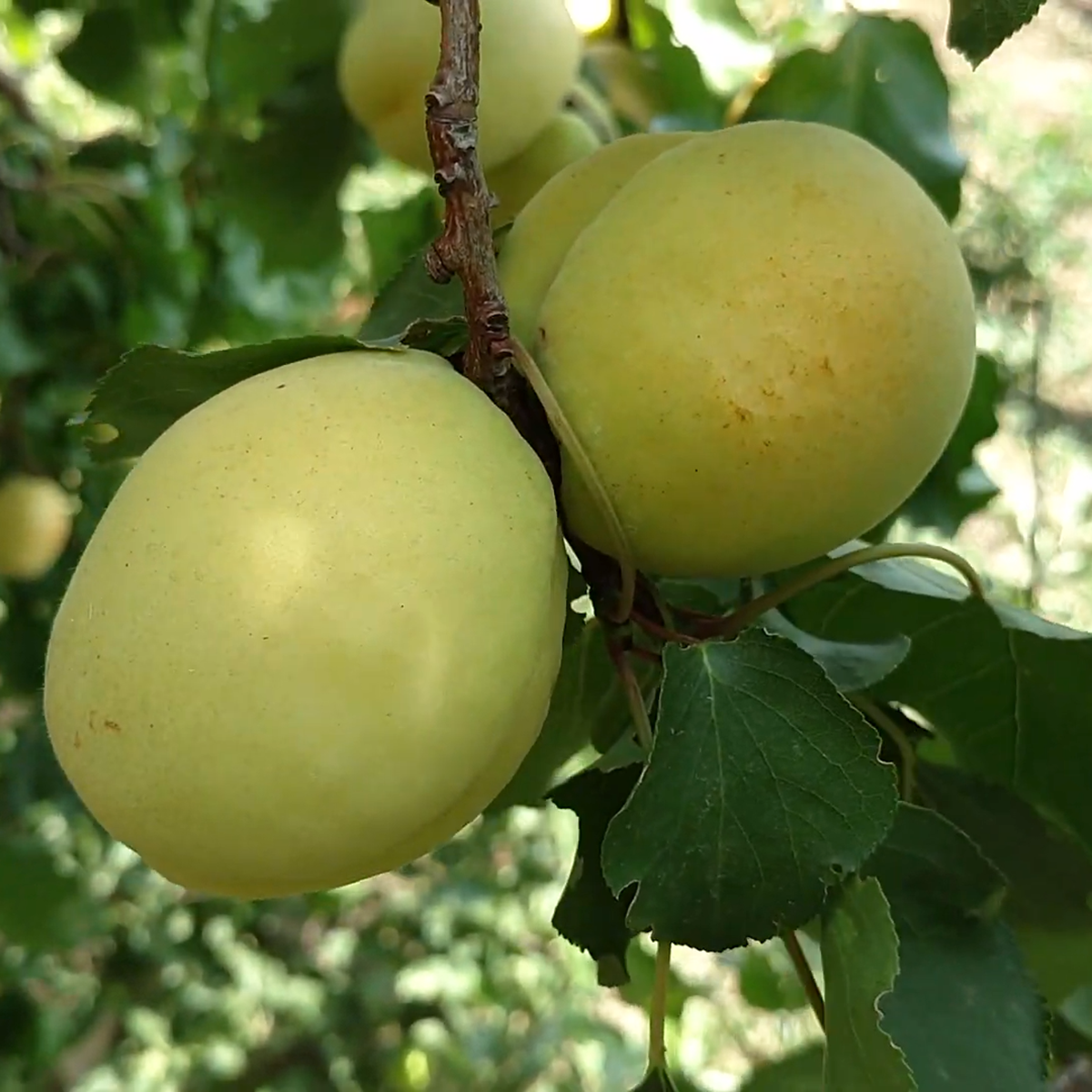 Які абрикоси краще купувати: 4 найсмачніші сорти, які підійдуть для всього