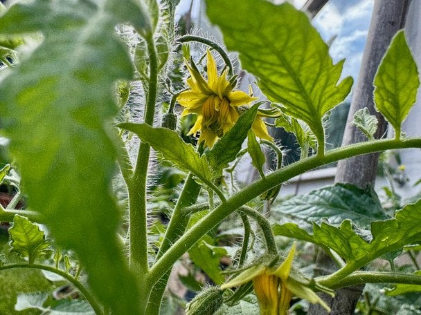 Квіти помідорів / © ТСН