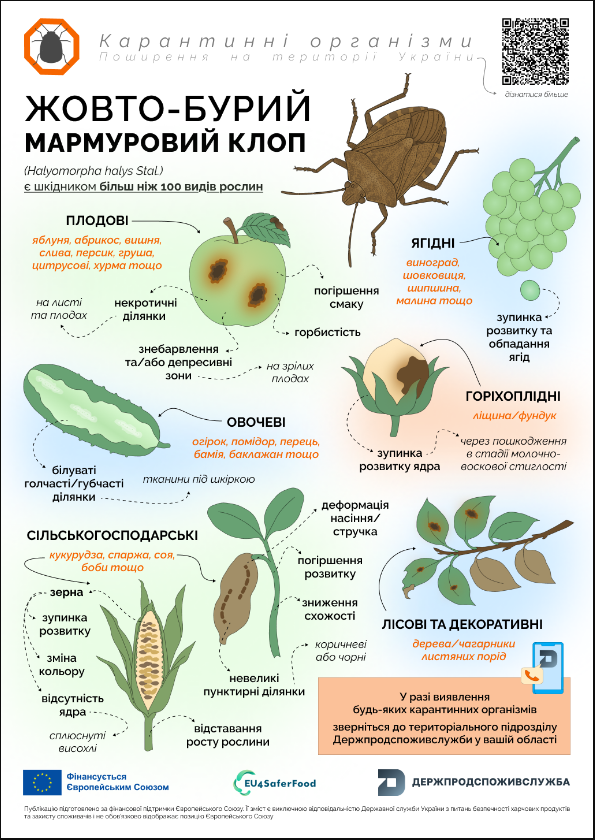 Загрожує понад 100 культурам: який небезпечний клоп може знищити врожай в Україні