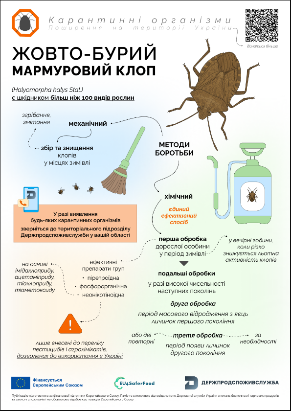 Загрожує понад 100 культурам: який небезпечний клоп може знищити врожай в Україні