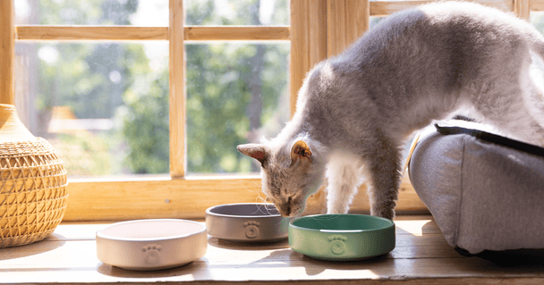 Керамічна миска для кота Pethouse