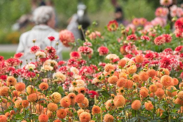 Жоржини / © Associated Press