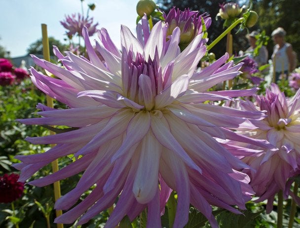 Жоржини / © Associated Press