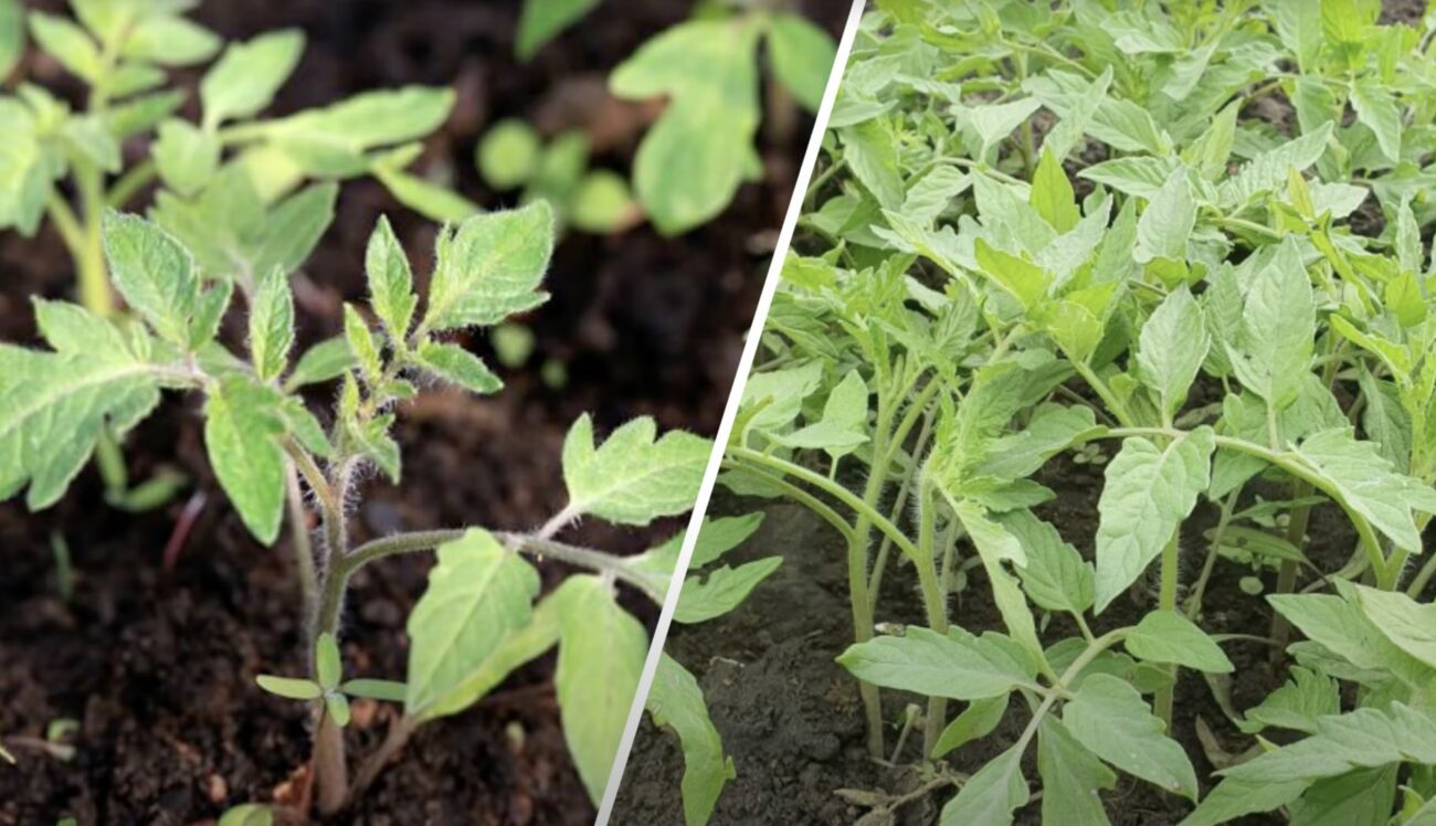 Городники розповіли, як правильно посіяти томати восени