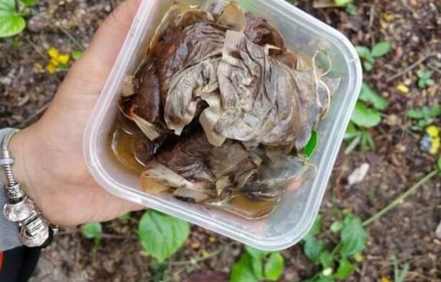 Дачники розповіли, як застосувати чайні пакетики на городі