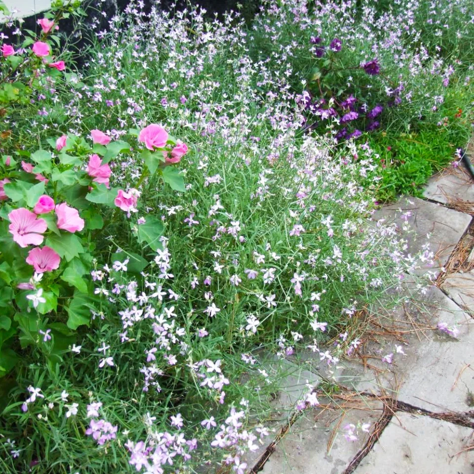 10 найкращих ароматних рослин для саду