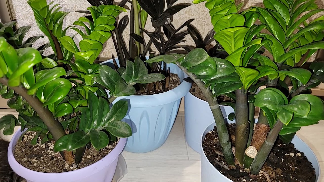 Досвідчені квітникарі розповіли, чим підгодувати заміокулькас пізньої осені