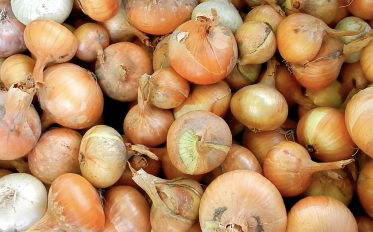 Городники назвали найкращі сорти озимої цибулі