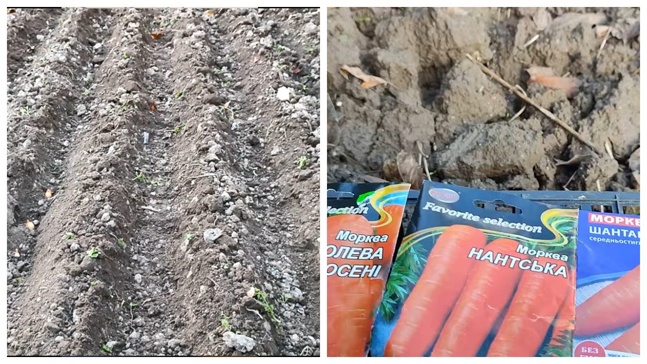 Городники розповіли, як правильно посіяти моркву під зиму Городники розповіли, як правильно посіяти моркву під зиму