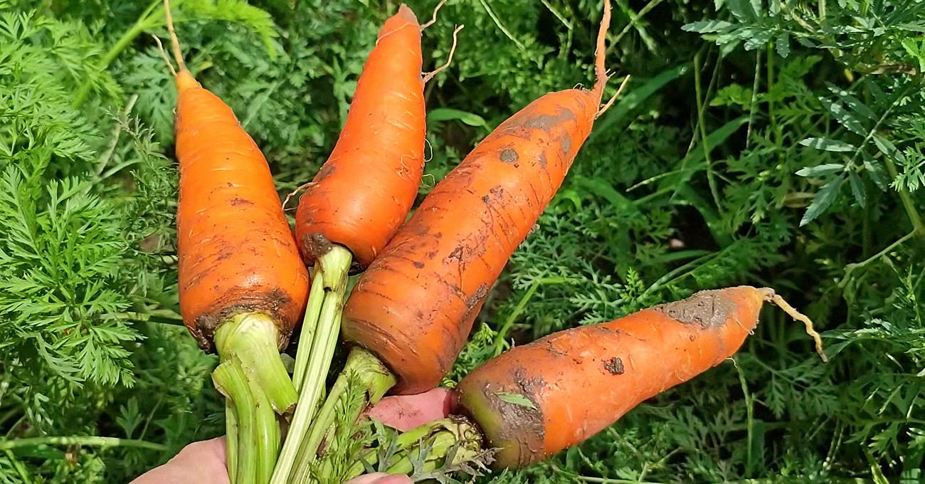 Городники розповіли, як правильно посіяти моркву під зиму Городники розповіли, як правильно посіяти моркву під зиму