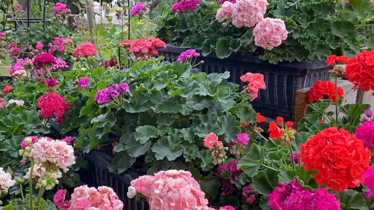 Квітникарі розповіли, як стимулювати герань до цвітіння Квітникарі розповіли, як стимулювати герань до цвітіння