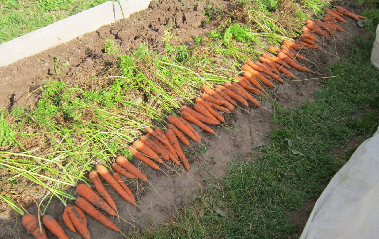 Експерти розповіли про найкращий сорт моркви для городу  