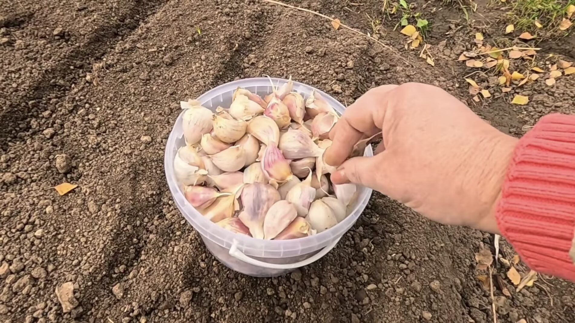 Експерти розповіли, коли і як правильно садити озимий часник