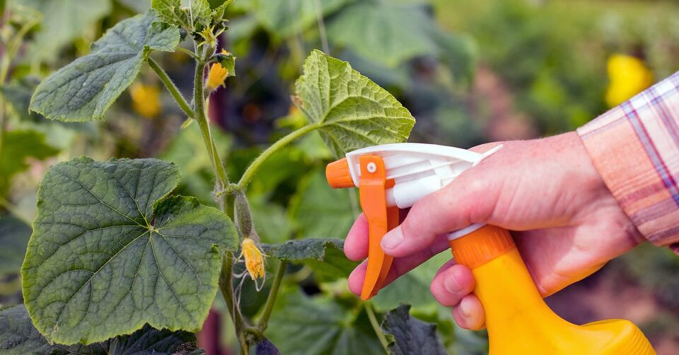 Навіщо помідори, перці і огірки в серпні обробляють розчином з додаванням зеленки