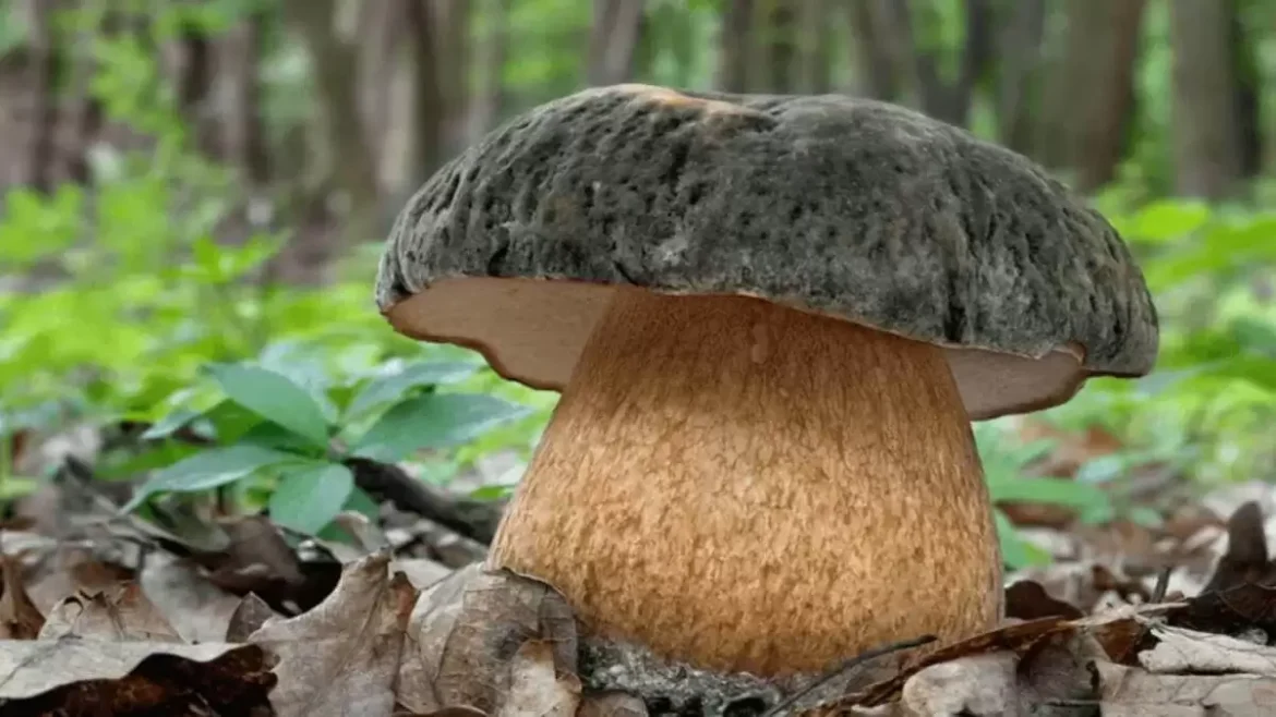 Небезпечні ділянки для грибників: де не варто проводити тихе полювання