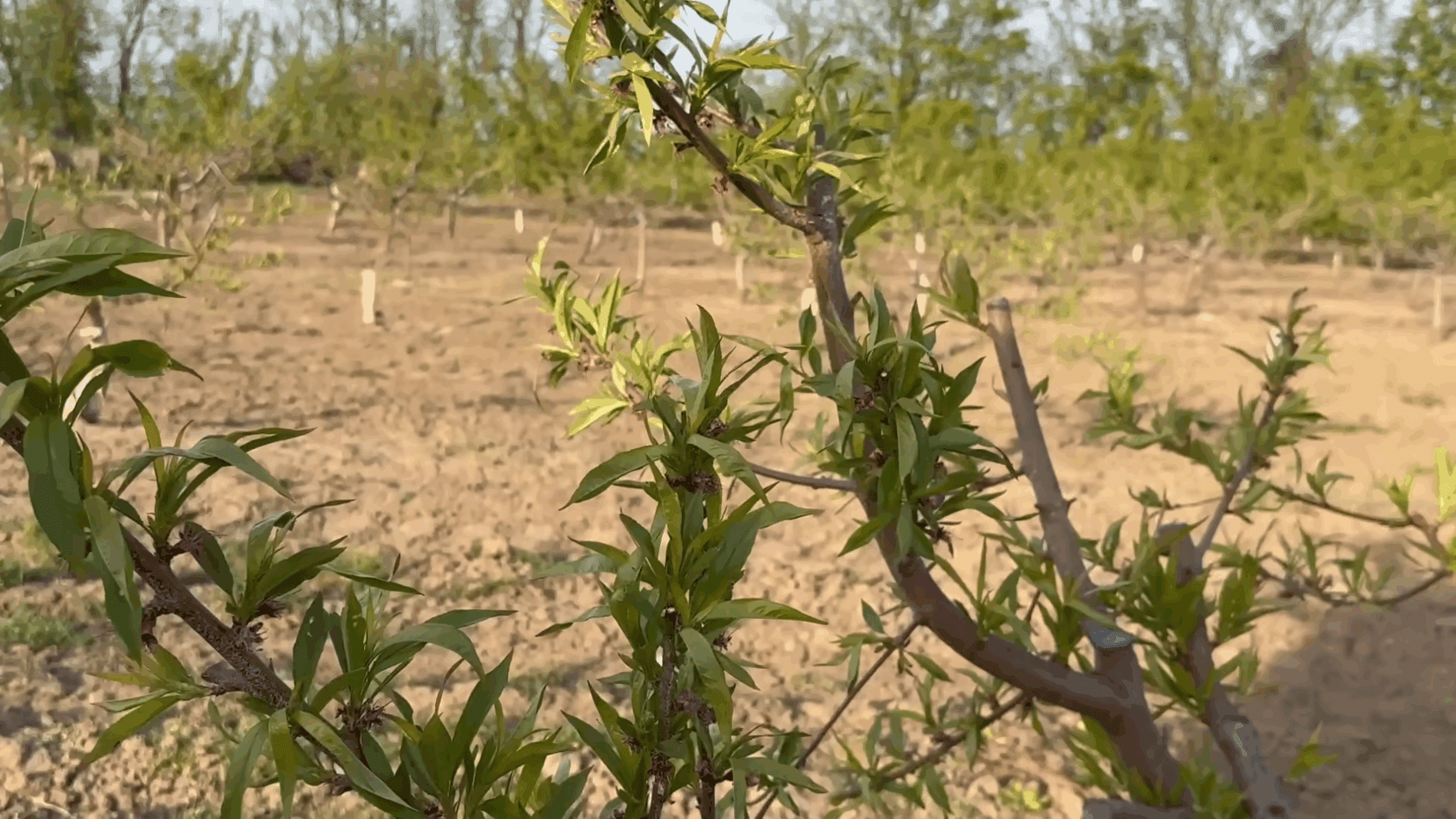 Експерти розповіли про правильну осінню посадку персика