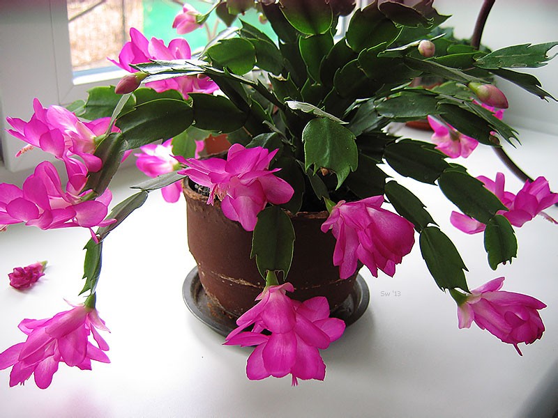 Топ-5 квітів, які взимку потрібно обов’язково підживлювати