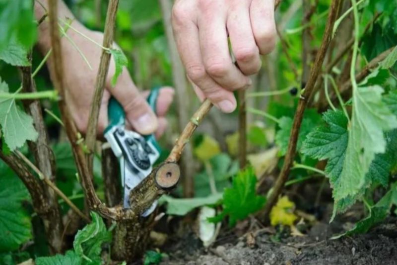 Як правильно обрізати смородину восени