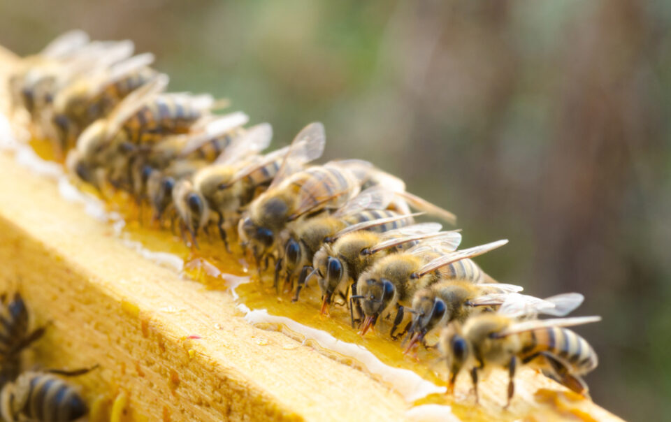 Як цукор допоможе покращити зав’язуванню плодів
