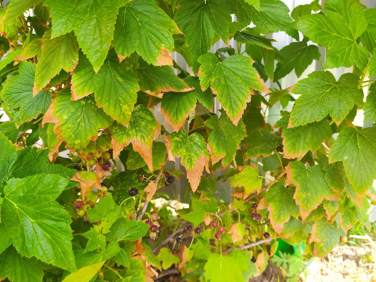 Садівники розповіли, чому листя на смородині жовтіє та що з цим можна зробити – поради