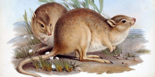 Вимирання видів знищує не лише природу, а й знання