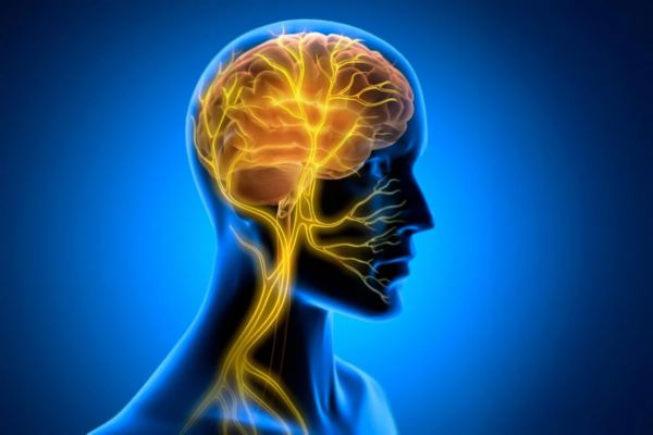 Вчені знайшли нервовий механізм захисту серця від старіння