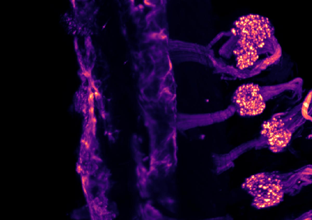 Вчені з’ясували, чому холод по-різному відчувається тілом