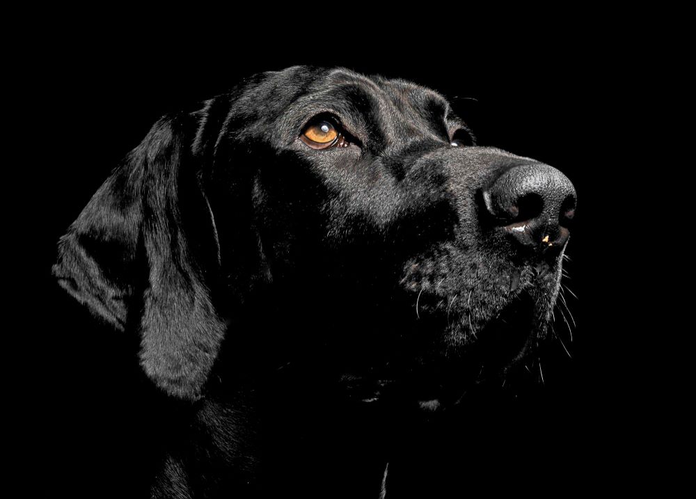 До 60% літніх собак можуть страждати на деменцію