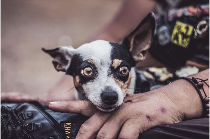 Настрій людини впливає на сприйняття емоцій собак