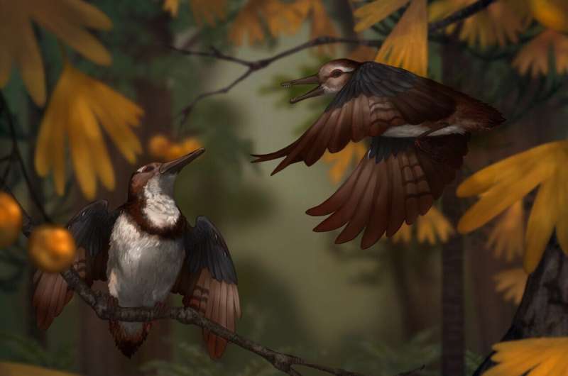 Науковці описали птаха, що задихнувся сотнями камінців