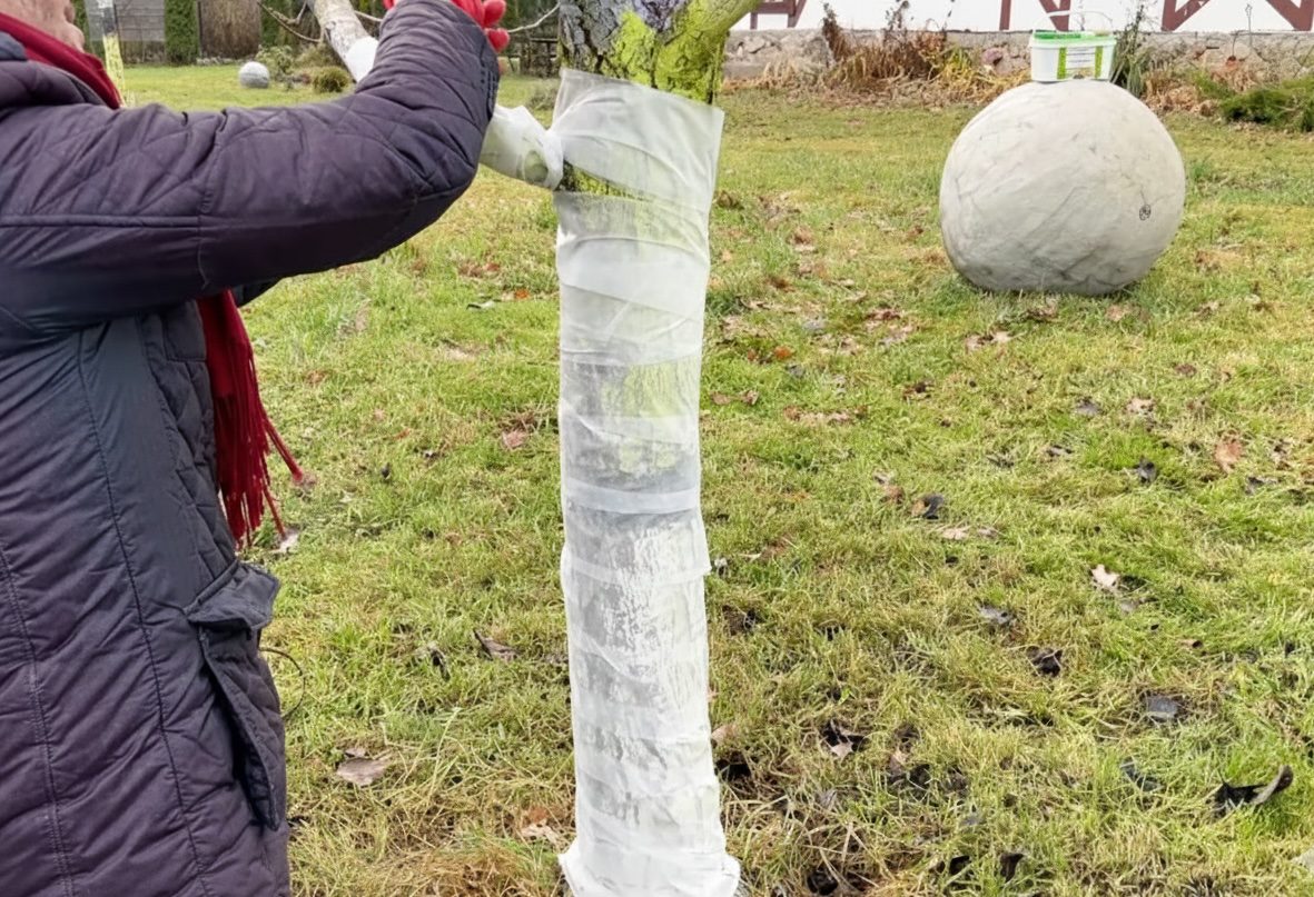 Про побілку дерев я забула ще років 7 тому – тепер тільки обмотую: цій “схемі” навчив дідусь-садівник