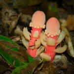 Унікальна рослина-паразит досі дивує вчених