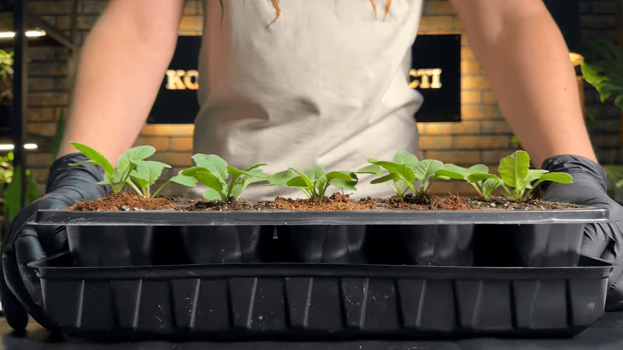 Городники порадили спосіб вирощування редиски на підвіконні