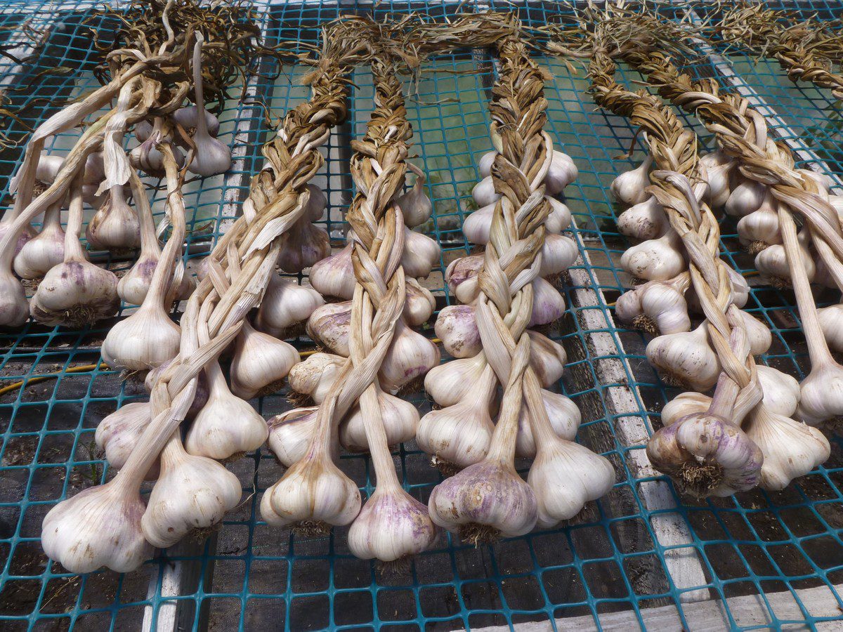 Агрономи розповіли, як культури вигідно вирощувати на городі